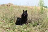 SCHIPPERKE 212